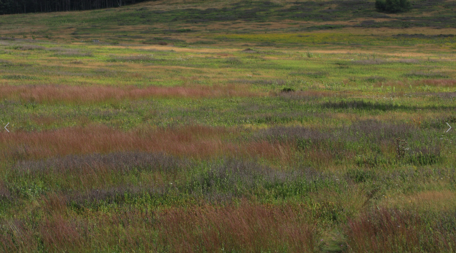 Title grass 2